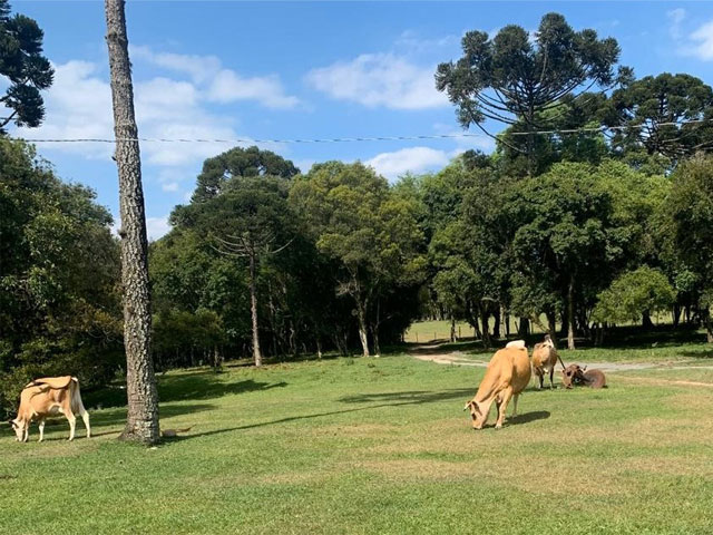 Família da Lapa-PR melhora produtividade e qualidade da produção leiteira