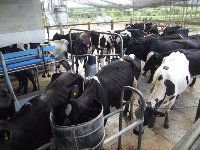 Captação de leite no Uruguai aumenta e permite o produtor diluir custos