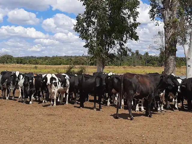 EPAMIG trabalha para diminuir os prejuízos causados por carrapatos na pecuária