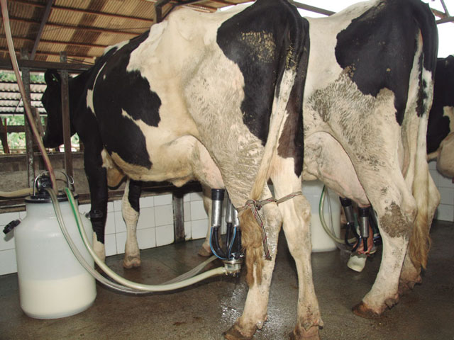 Produção de leite em Alagoas é favorecida pelo clima