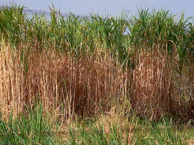 Produtores investem em capim gigante