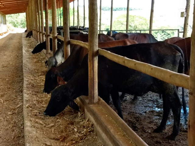 Família pecuarista aposta na silagem de milho e aumenta produção leiteira durante a estiagem em RO