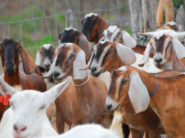 Embrapa cria projeto que divulga produtos e derivados de leite de cabras e ovelhas