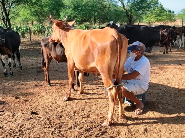 Produção de leite aumenta 11% em oito anos no Rio Grande do Norte