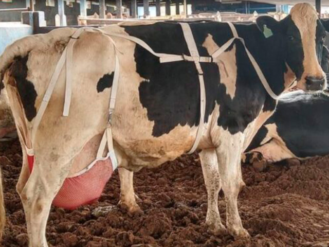 Por que uma fazenda no interior de Minas está colocando sutiãs em vacas?