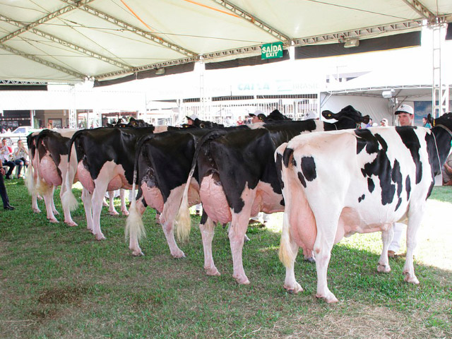 Expointer Digital contará com mais de 50 exemplares da Raça Holandesa