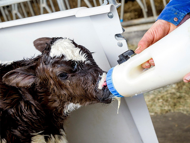 RS sinaliza mudança na legislação para evitar abate de vacas prenhes