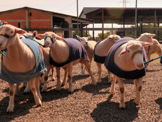Expointer 2020 recebe primeiros ovinos