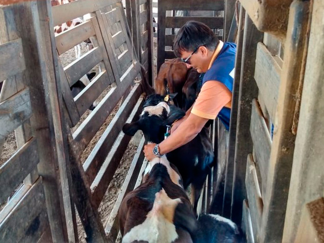 166 milhões de animais já foram imunizados na primeira etapa da vacinação contra febre aftosa