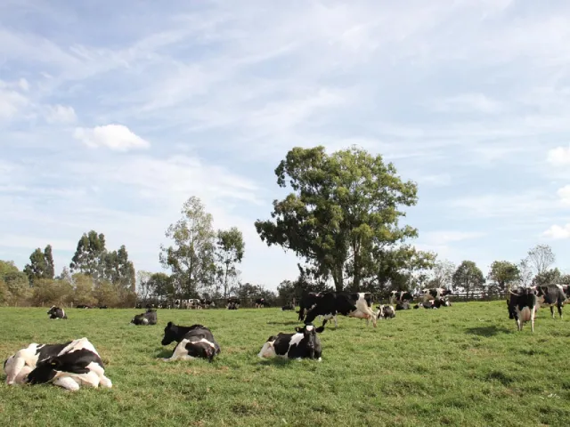Ciência e indicadores garantem bem-estar animal no campo