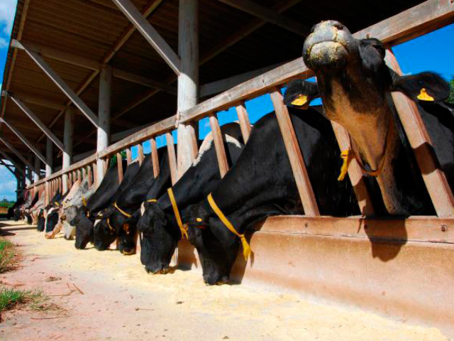 Embrapa cria tecnologia capaz de reduzir custos com alimentação de animais