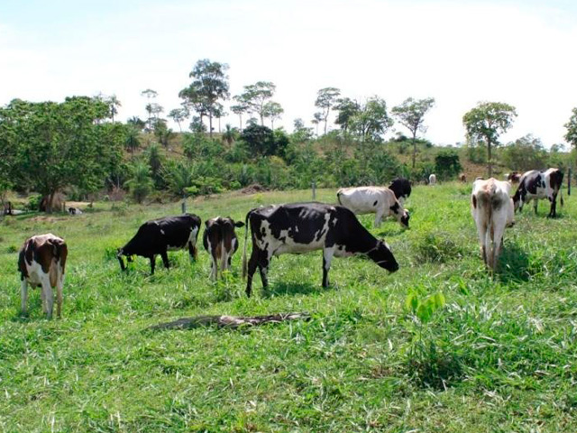 Sebrae Minas vai contratar novos profissionais para o Educampo Leite e Café