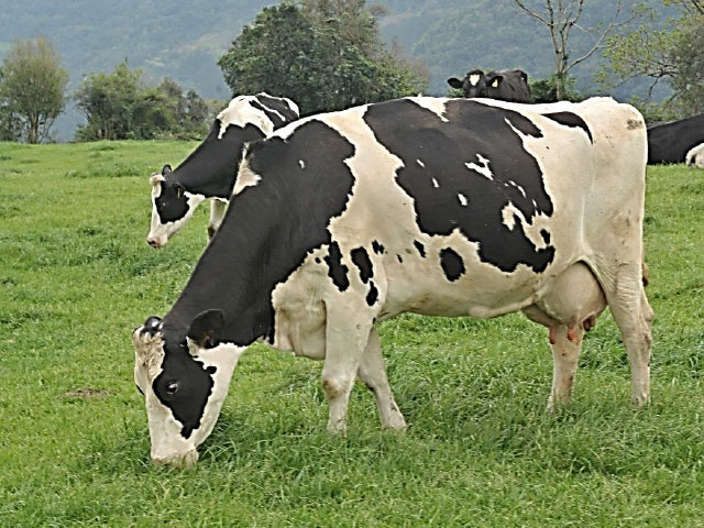 Leite/Cepea: Preço ao produtor chega a R$ 2,13 e renova recorde histórico