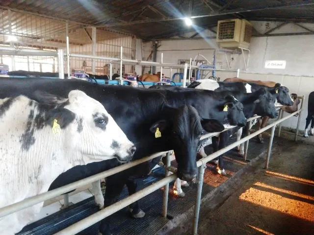 Após Programa Gestão com Qualidade em Campo, produção leiteira é quase cinco vezes maior em propriedade