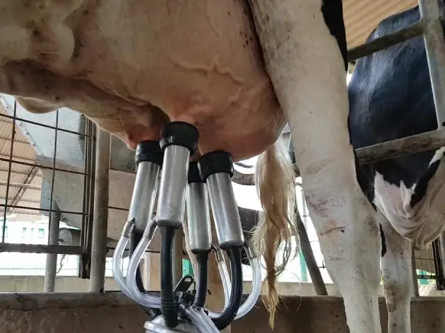 Pecuária de leite em Rondônia ganha reforço com início de projeto da Embrapa no programa Agroleite