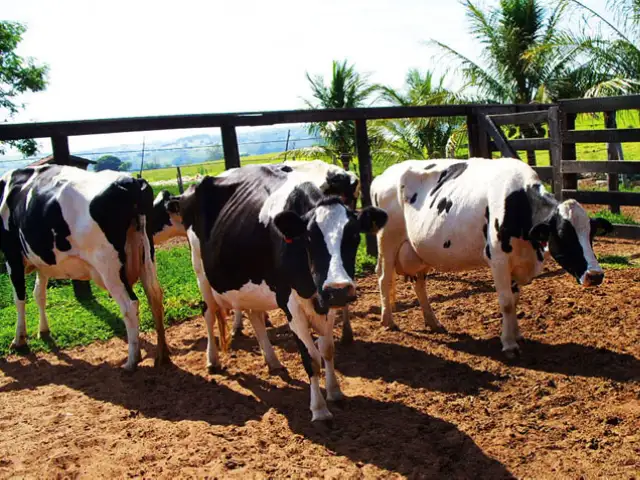 Projeto de extensão rural e bovinocultura leiteira promove difusão de conhecimento sobre qualidade do leite no Vale do Paraíba-SP