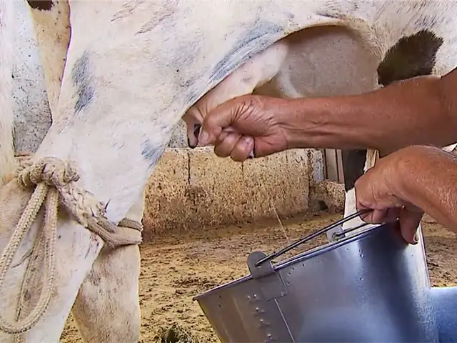 Minas bate recorde histórico na produção de leite, diz IBGE