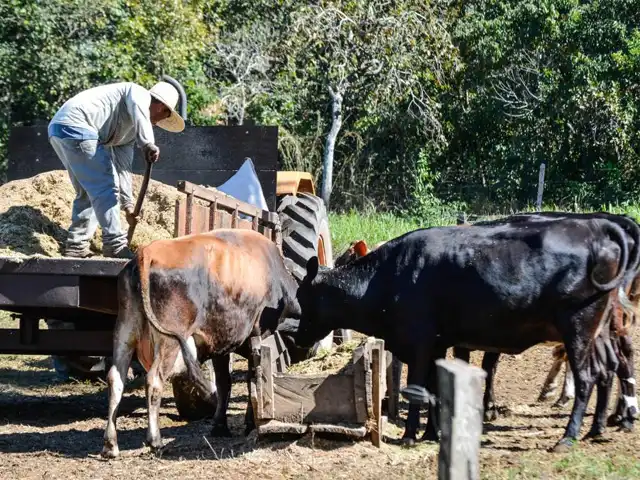 Levantamento da Agricultura mostra cenário do mercado do leite e derivados no Paraná