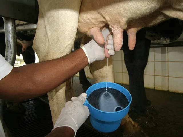 Nanopartículas de própolis desenvolvida pela Embrapa para combater infecções tem patente aprovada