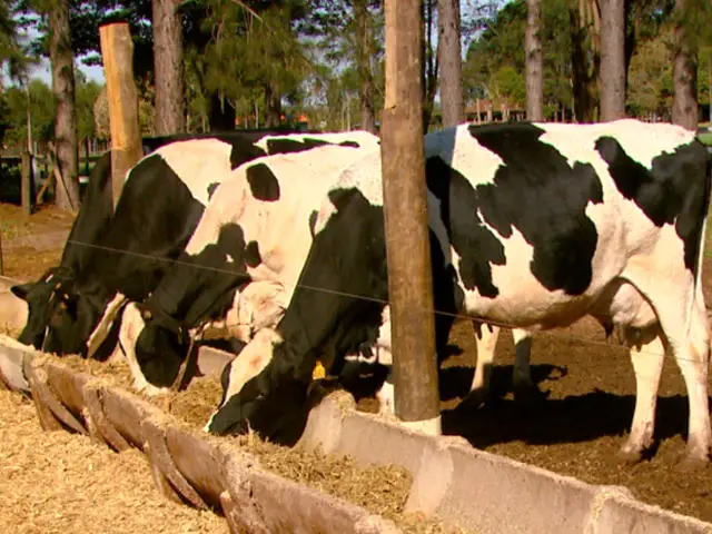 Valorização do concentrado eleva custos da pecuária leiteira