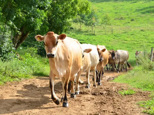 Preços dos lácteos e dos grãos sinalizam alerta para os produtores