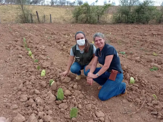 Produtores atendidos pelo Programa AgroNordeste mostram satisfação com a palma forrageira