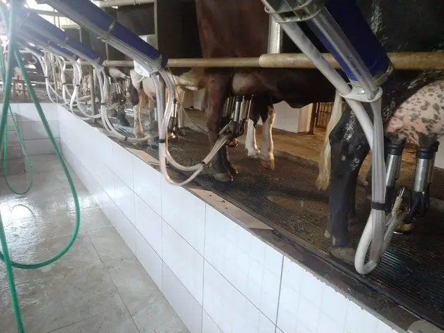 Preços do leite pagos ao produtor no mês de Outubro/20, segundo Cepea