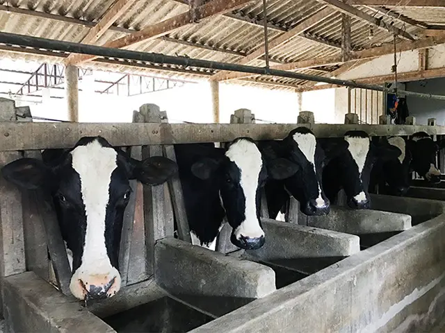 Rebanhos produzindo mais leite com menos alimento são a nova fronteira da pesquisa agropecuária