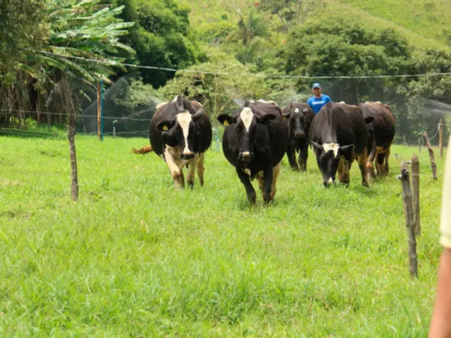 Produtores atendidos pelo Programa Balde Cheio em MG tem produtividade maior que a média nacional