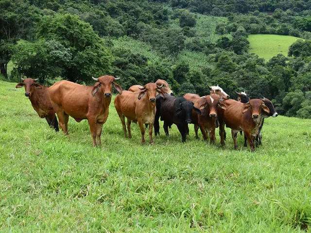 IMA avalia percentual de cobertura imunitária da febre aftosa em MG