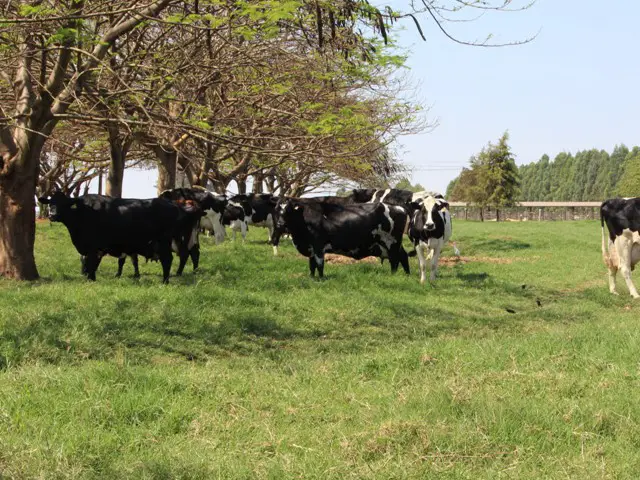 Valor Bruto da Produção Agropecuária de MG deve crescer 23%