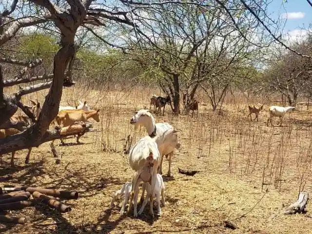 Embrapa alerta sobre surto de enterotoxemia em caprinos e ovinos criados na Caatinga