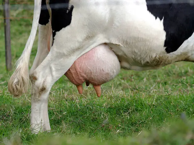 Produtores no Rio Grande do Sul estão vendendo as vacas leiteiras para os frigoríficos