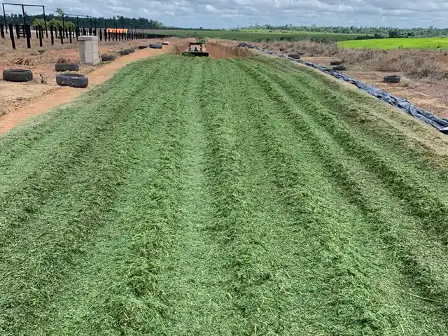 Produtores de leite da região de Ijuí-RS usam trigo para fazer silagem