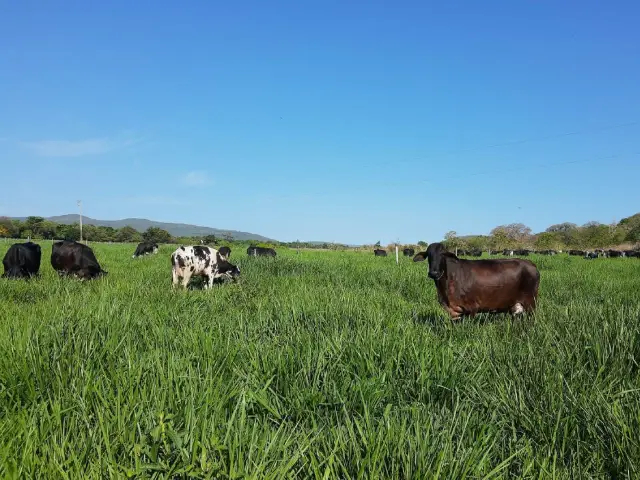 Pecuaristas do Norte de Minas aumentam produção de leite