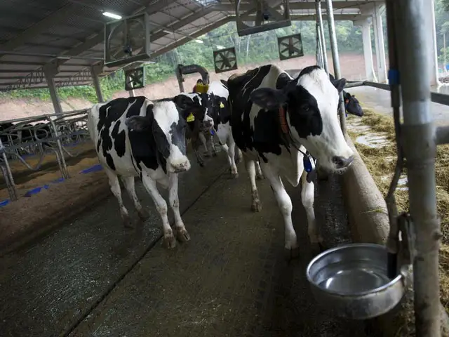 Vacas podem superaquecer e perder 30% da produtividade no verão