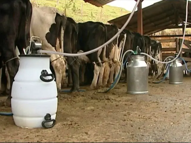 Preço do leite para o produtor cai 5,98% em MG