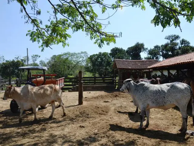 Produtores rurais de SP buscam amenizar tributação de produtos e insumos agropecuários
