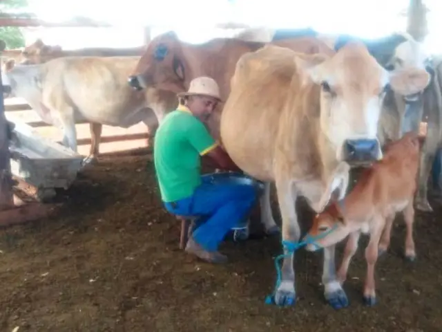 Produtores no Triângulo Mineiro melhoram qualidade do leite com o Programa FIP Paisagens Rurais