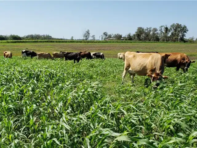 Planejamento forrageiro incrementa em 40% a produção de leite no RS