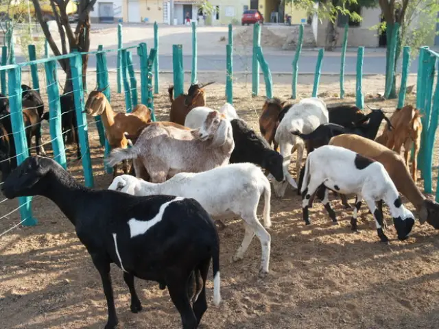 Rodada de Negócios promove integração entre produtores e agroindústrias de caprinos e ovinos