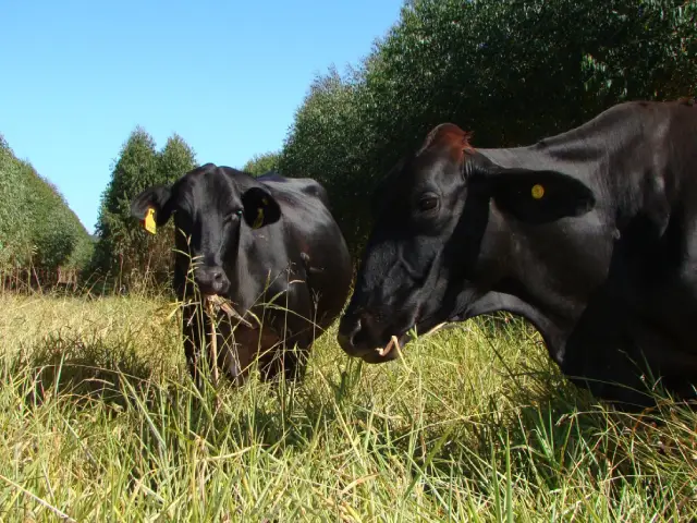 Planejamento da rotina de manejo de pastagens no período chuvoso