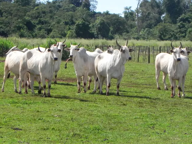 Secretaria de Agricultura e Abastecimento de SP disponibiliza 68 bovinos do Instituto de Zootecnia para venda