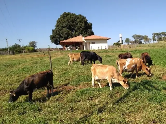 Produção de leite de produtores do Balde Cheio é maior que média nacional