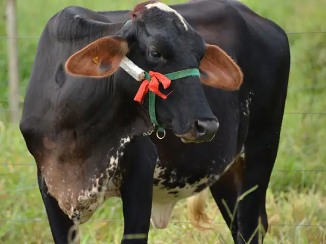 Método inédito avalia conforto térmico de vacas por meio de som