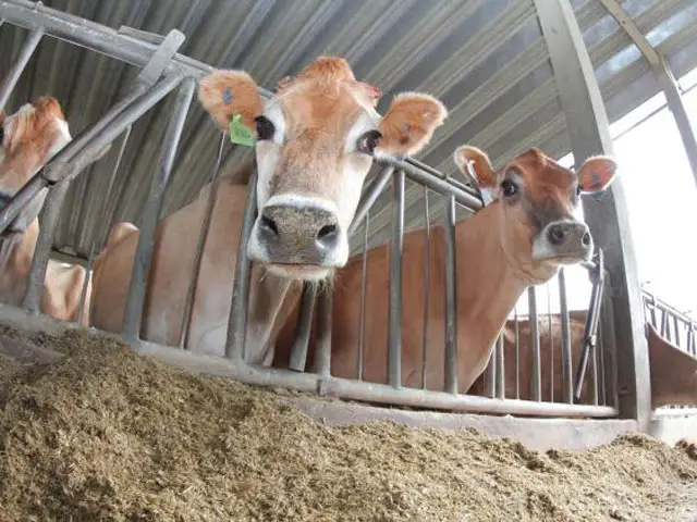 Valorização do concentrado em 2020 supera os 40%