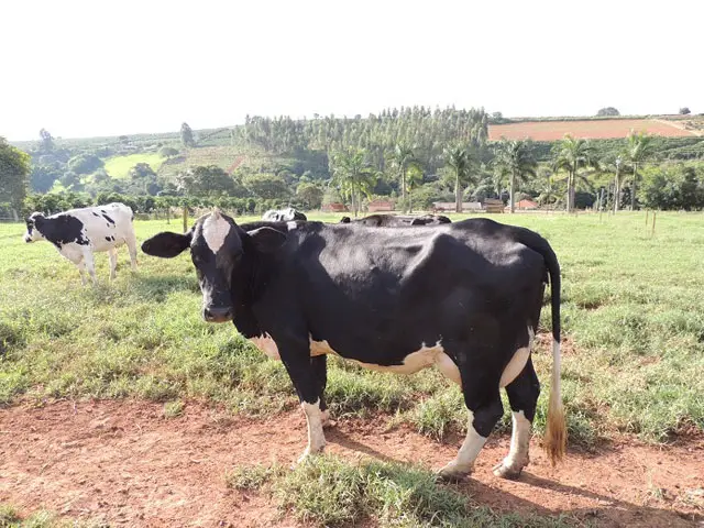 2020, ano de preços recordes no campo