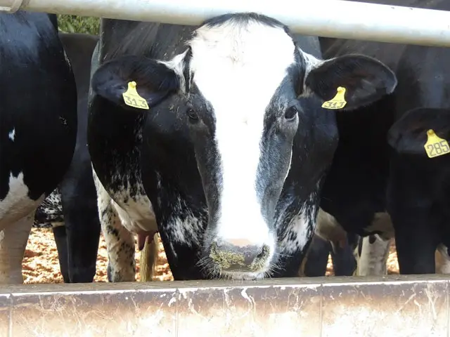 Santa Catarina libera R$ 10 milhões para compra de ração e água para animais