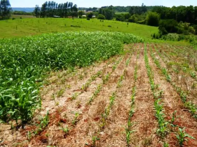 Irrigação transforma cenário e produtividade em propriedade do Noroeste gaúcho