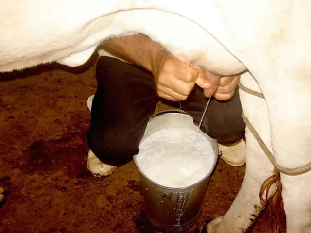 Produção de leite garante renda para pequenos agricultores no Sul do Ceará
